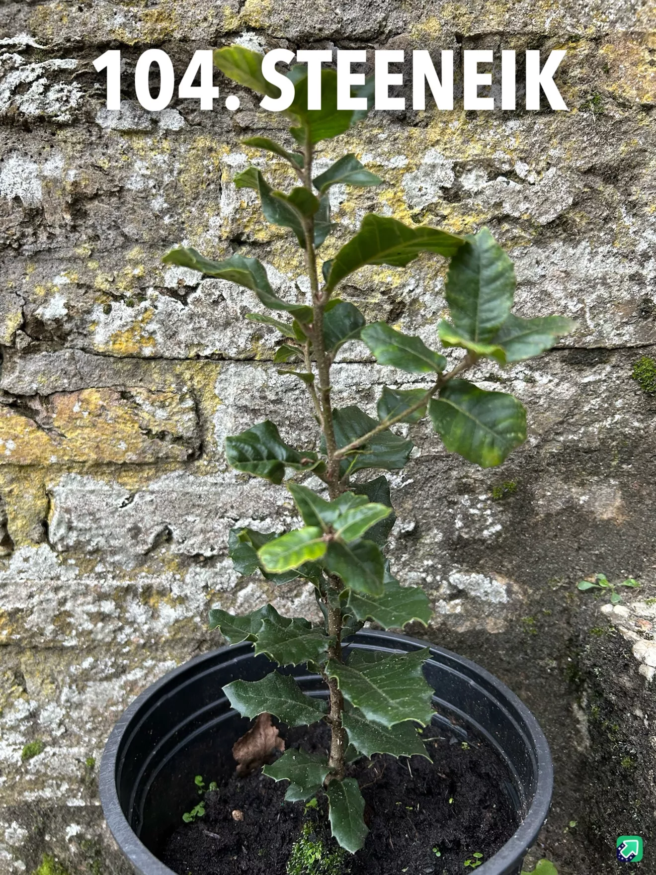 104. Steeneik -  - Foto's bloemen, planten en kruiden