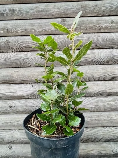 104.b Steeneik meerstammig -  - Foto's bloemen, planten en kruiden