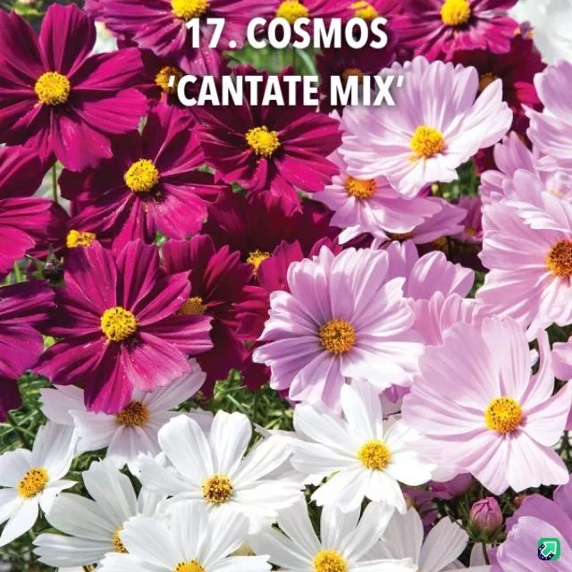 17. Cosmos 'cantate mix' -  - Foto's bloemen