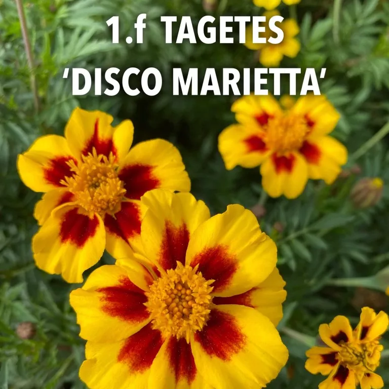 1.f tagetes 'disco marietta' -  - Foto's bloemen