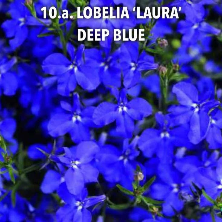 10.a. Lobelia 'laura' deep blue -  - Foto's bloemen