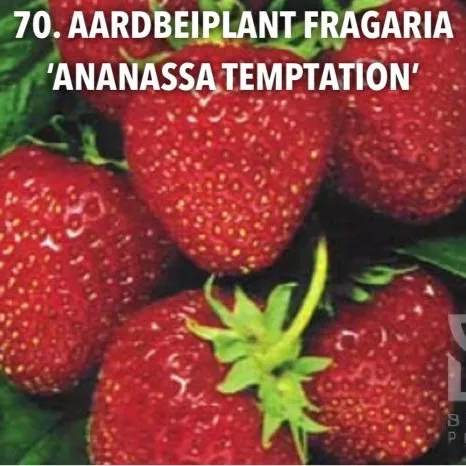 70. Aardbeiplant fragaria 'ananassa temptation' -  - Foto's bloemen