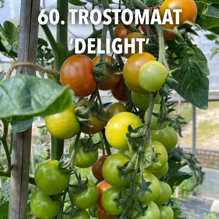 60. Trostomaat 'delight' -  - Foto's bloemen