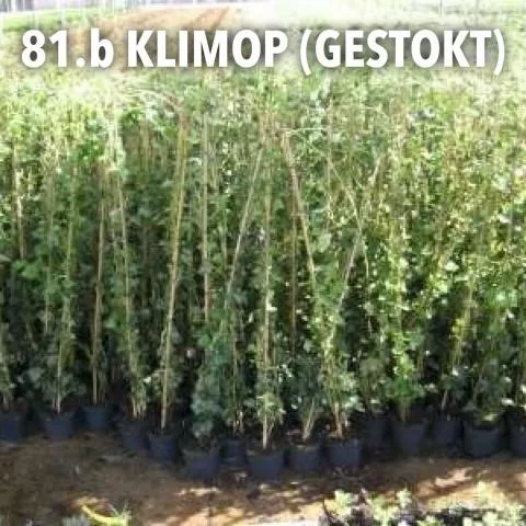 81.b Klimo (gestokt) -  - Foto's bloemen, planten en kruiden