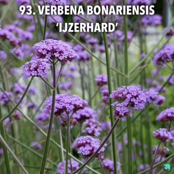 93. Verbena bonariensis 'ijzerhard' -  - Foto's bloemen