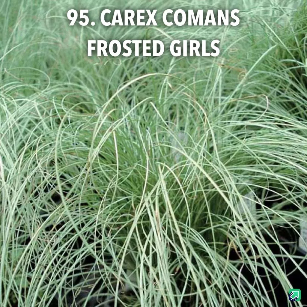95. Carex comans frosted girls -  - Foto's bloemen
