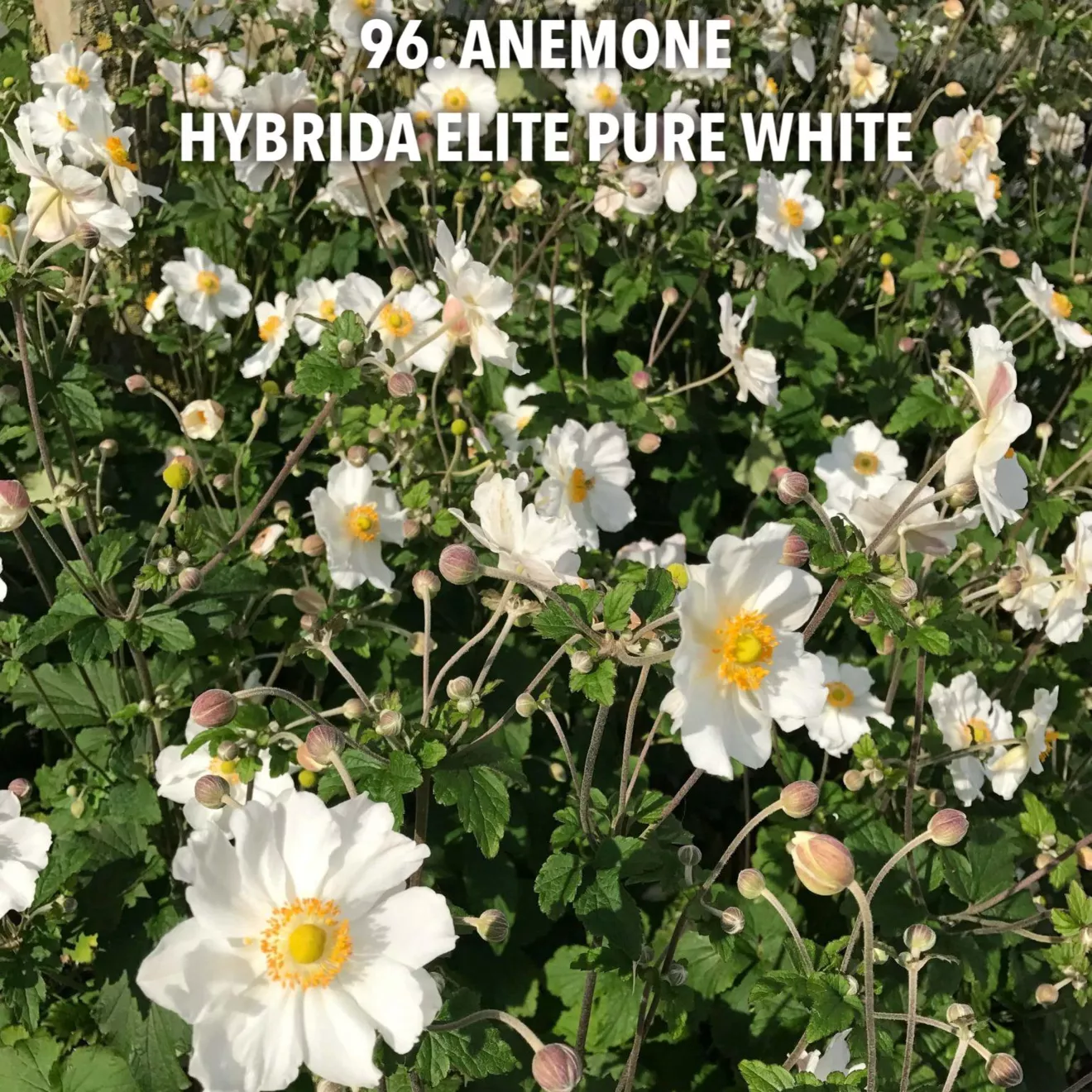 96. Anemone hybrida elite pure white -  - Foto's bloemen, planten en kruiden