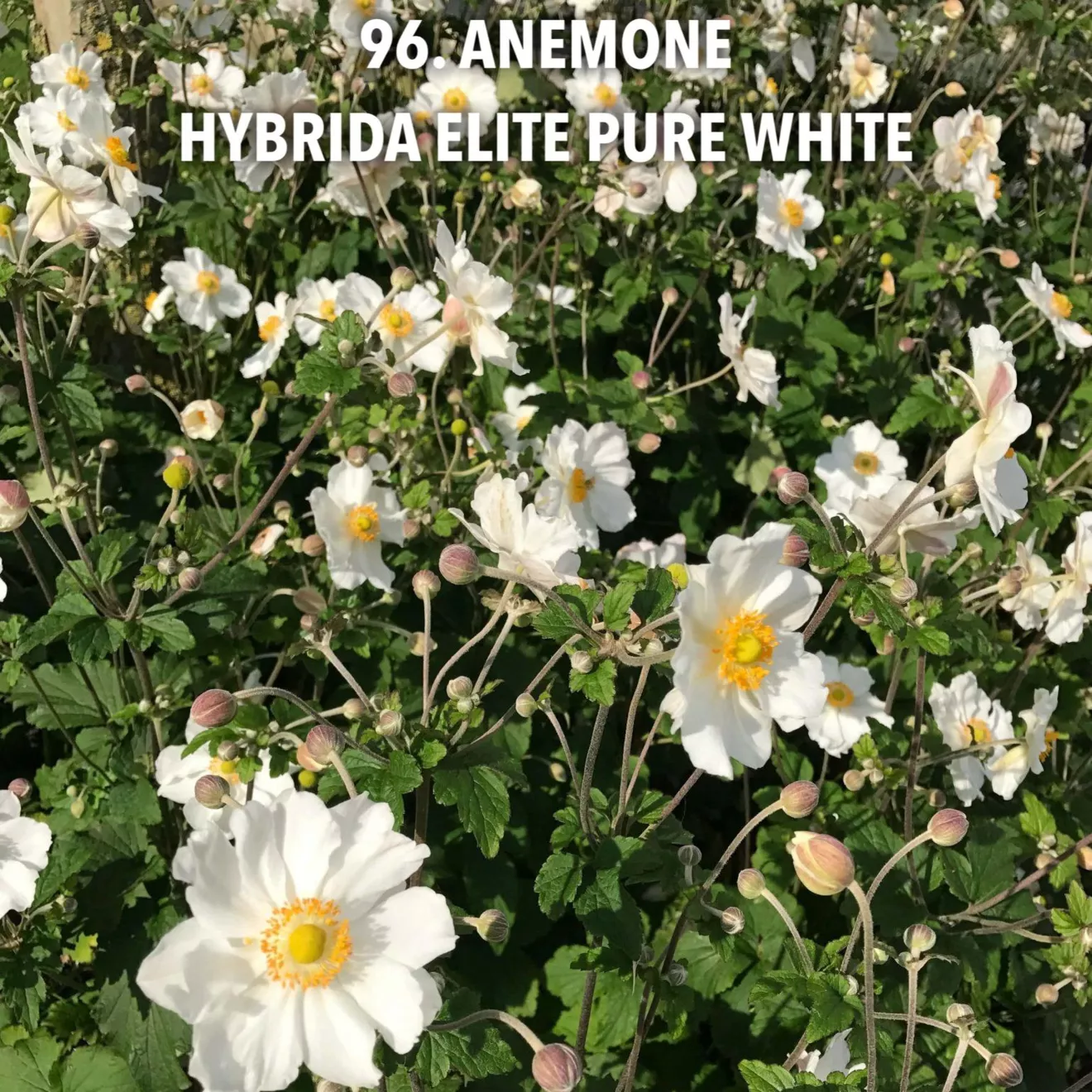 96. Anemone hybrida elite pure white -  - Foto's bloemen