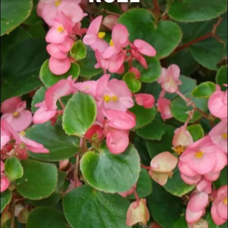 16.c Waterbegonia roze -  - Foto's bloemen, planten en kruiden