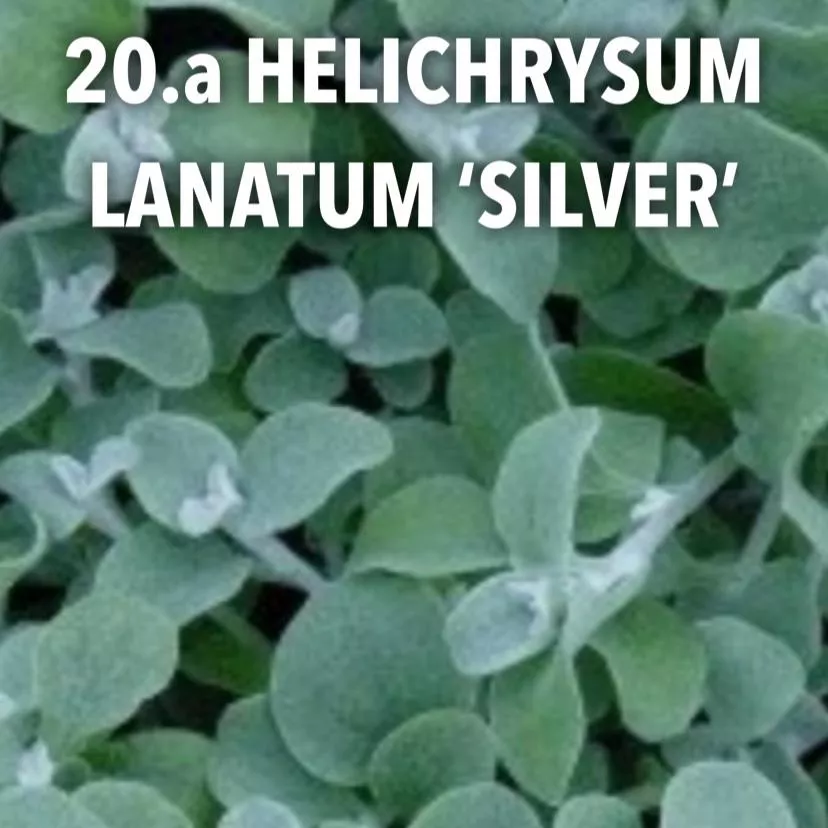 20. helichrysum lantatum 'silver' -  - Foto's bloemen
