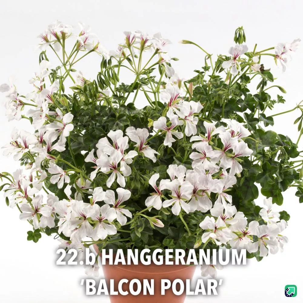 22.b Hanggeranium 'balcon polar' -  - Foto's bloemen