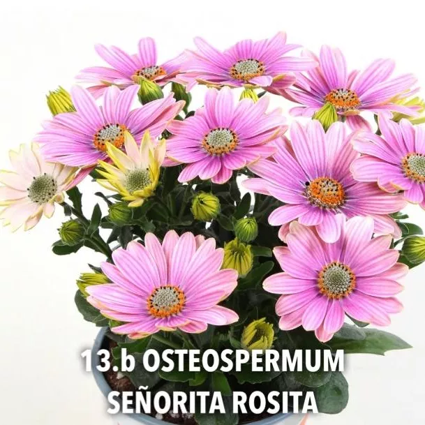 13.b Osteospermum señorita rosita -  - Foto's bloemen
