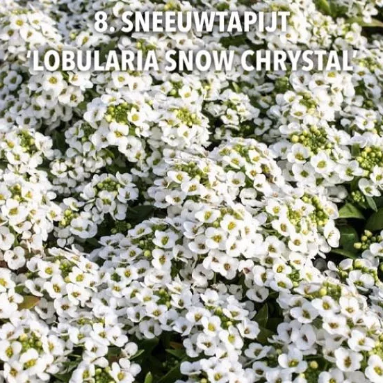 8. Sneeuwtapijt 'lobularia snow chrystal' -  - Foto's bloemen