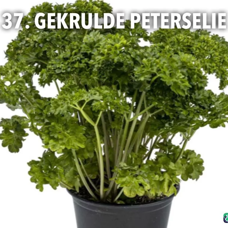 37. Gekrulde peterselie -  - Foto's bloemen, planten en kruiden