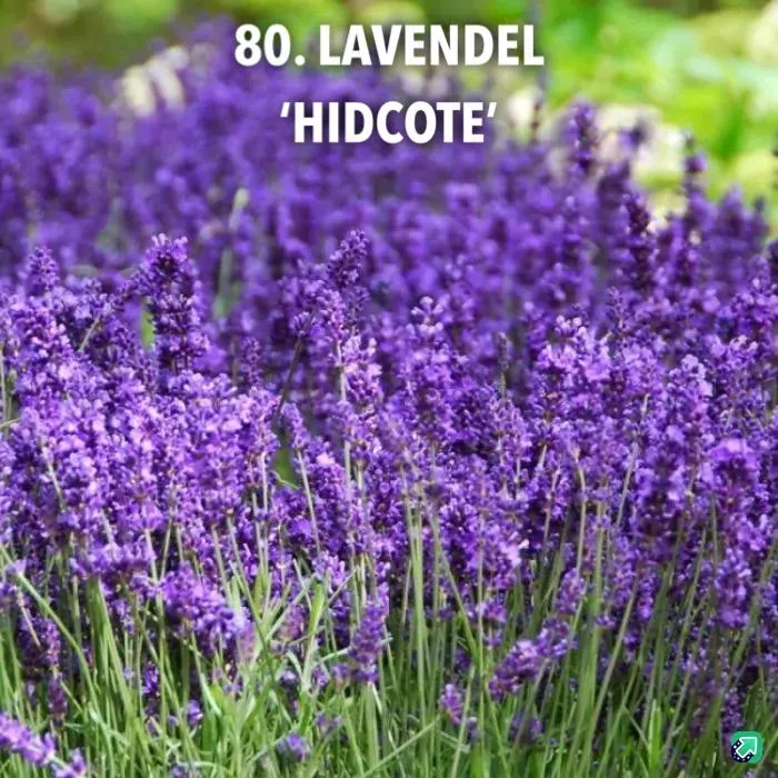 80. Lavendel 'hidcote' -  - Foto's bloemen