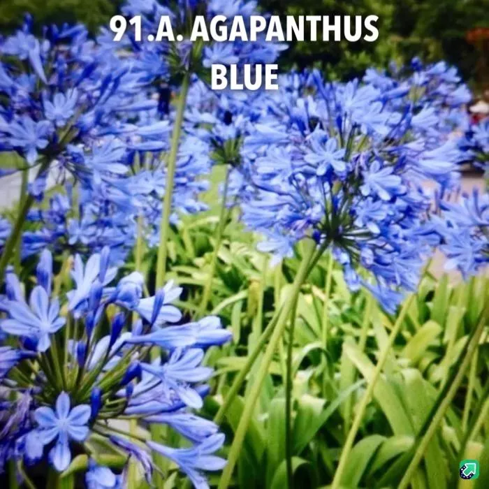 91.a Agapanthus blue -  - Foto's bloemen