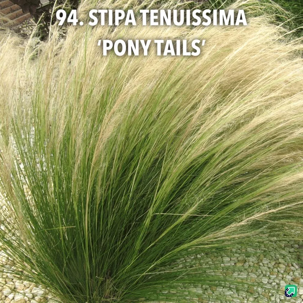94. Stipa tenuissima 'pony tails' -  - Foto's bloemen