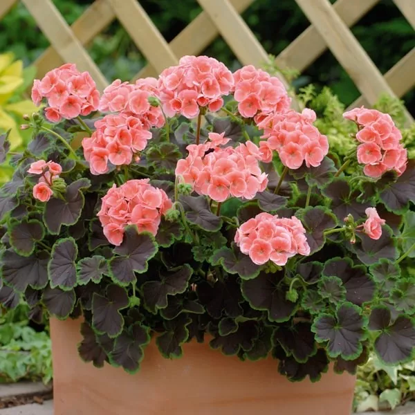 11.c Pelargonium black velvet roze -  - Foto's bloemen, planten en kruiden