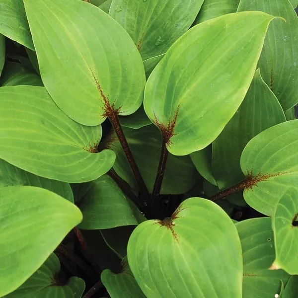 84. Hosta purple heart -  - Foto's bloemen, planten en kruiden