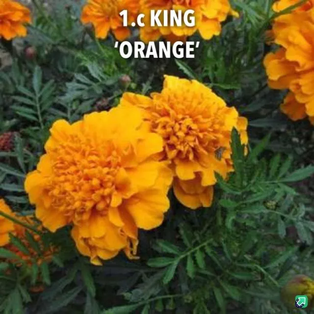 1.c King 'orange' -  - Foto's bloemen