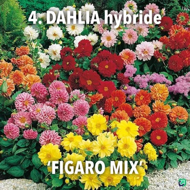 4. Dahlia hybride 'figaro mix' -  - Foto's bloemen