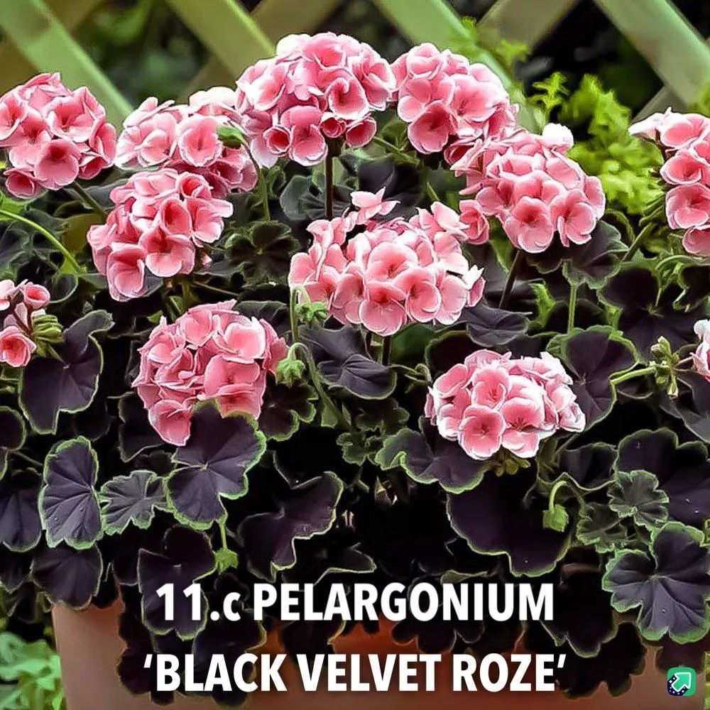 11.c pelargonium 'black velvet roze' -  - Foto's bloemen