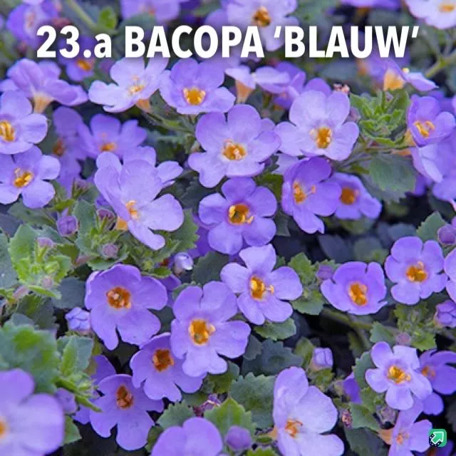 23.a Bacopa 'blauw' -  - Foto's bloemen, planten en kruiden