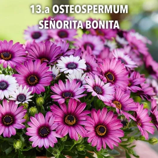 13.a Osteospermum señorita bonita -  - Foto's bloemen