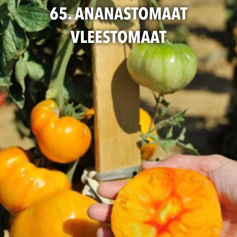 65. Ananastomaat vleestomaat -  - Foto's bloemen, planten en kruiden
