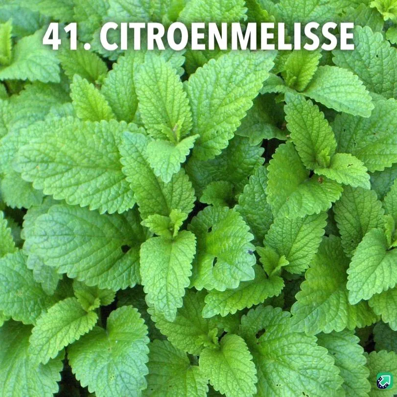 41. Citroenmelisse -  - Foto's bloemen, planten en kruiden