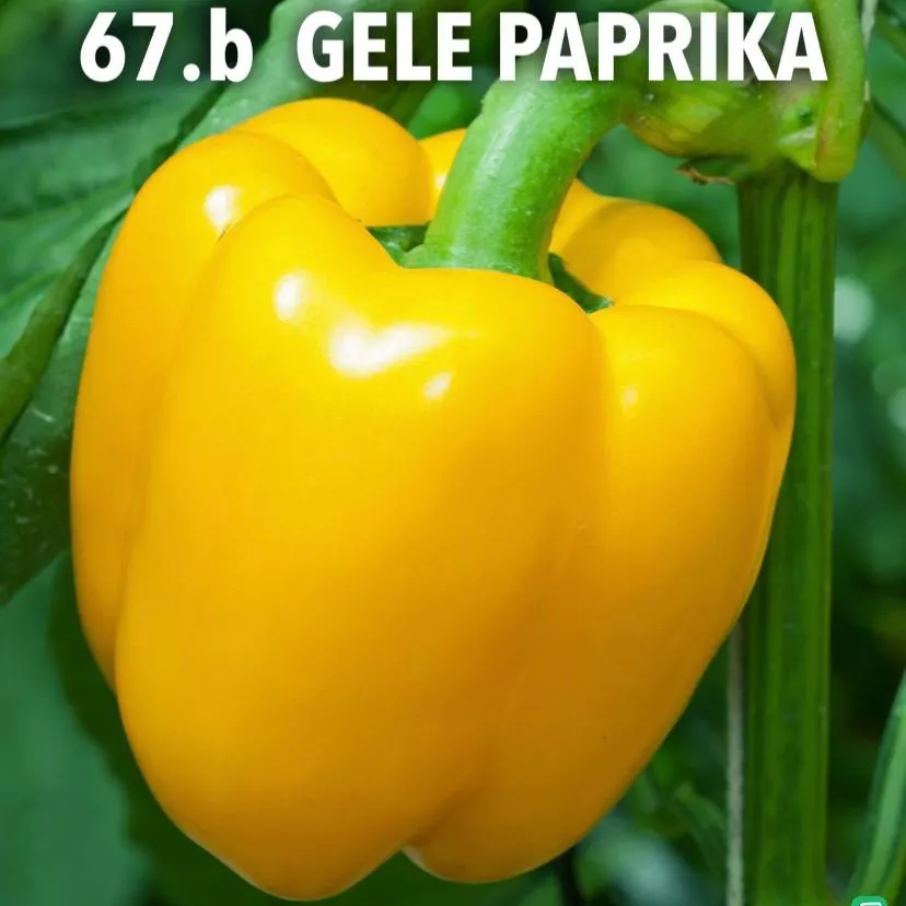 67.b. Gele paprika -  - Foto's bloemen