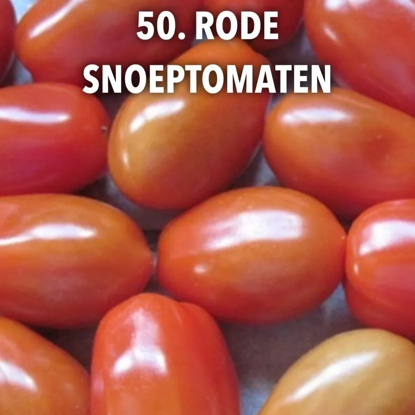 50. Rode snoeptomaten -  - Foto's bloemen