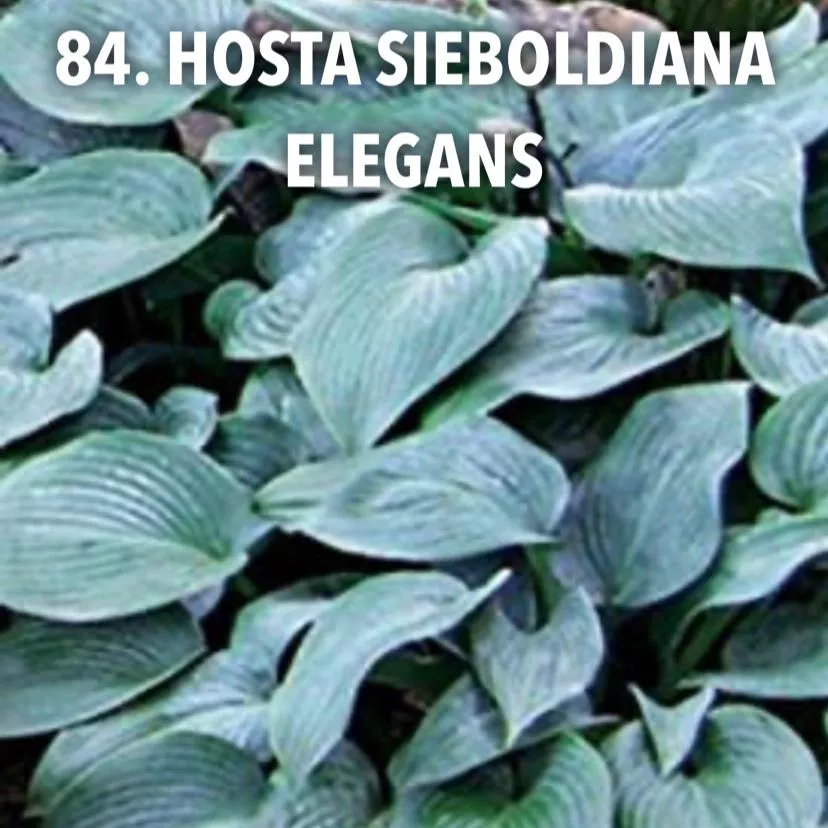 84. Hosta sieboldiana elegans -  - Foto's bloemen