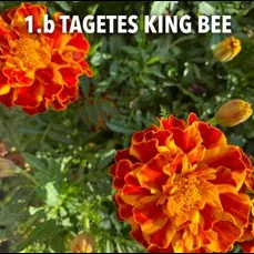 1.b Tagetes king bee -  - Foto's bloemen, planten en kruiden