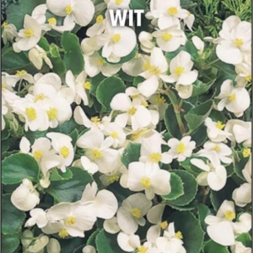 16.a waterbegonia -  - Foto's bloemen, planten en kruiden