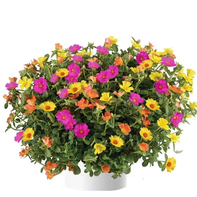 15. Portulaca happy summer -  - Foto's bloemen, planten en kruiden