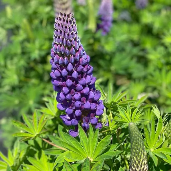 100.c Lupinus hybrida lupinova lyanna -  - Foto's bloemen, planten en kruiden