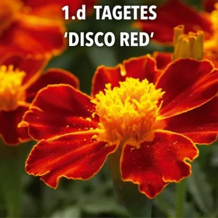 1.d Tagetes 'disco red' -  - Foto's bloemen