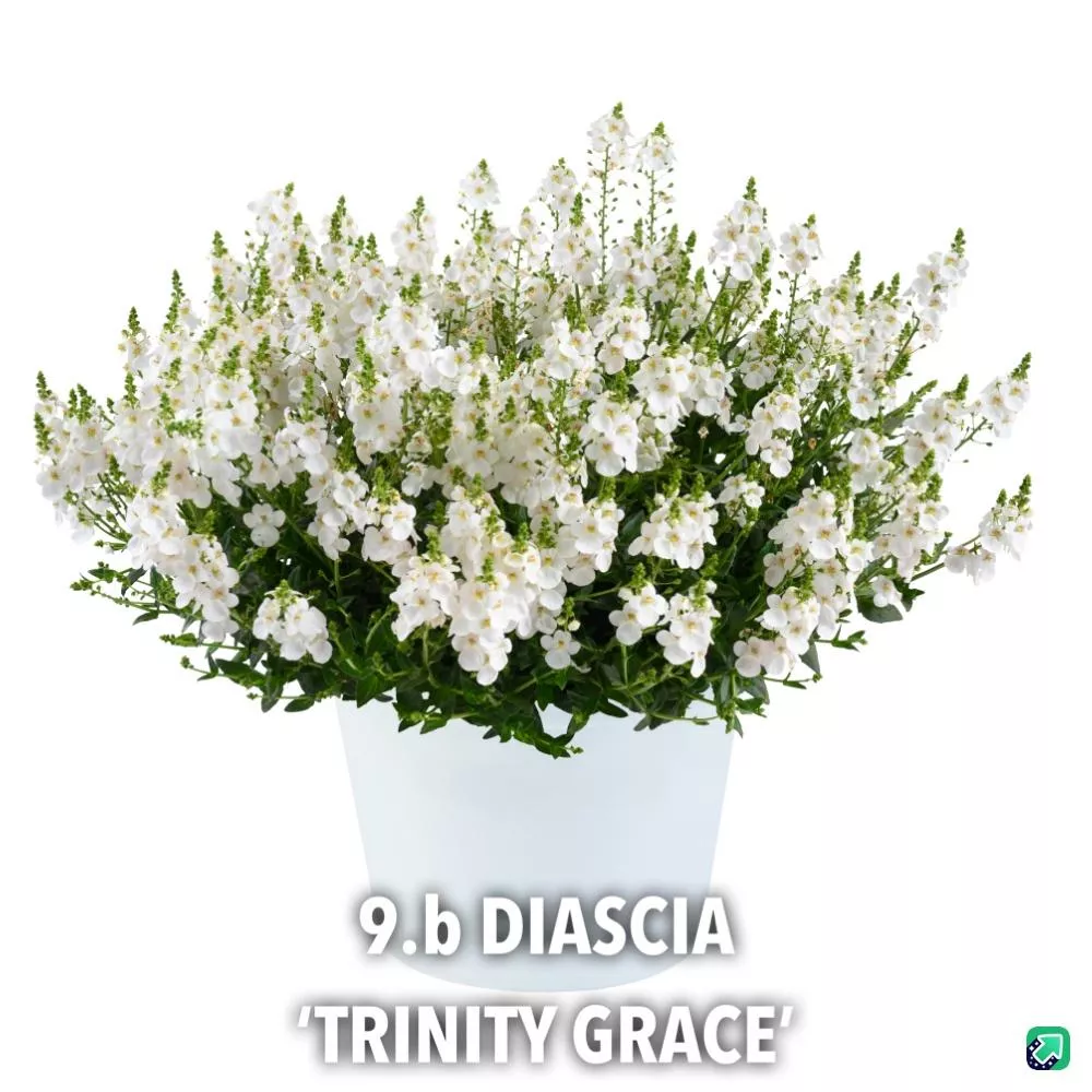 9.b Diascia 'trinity grace' -  - Foto's bloemen