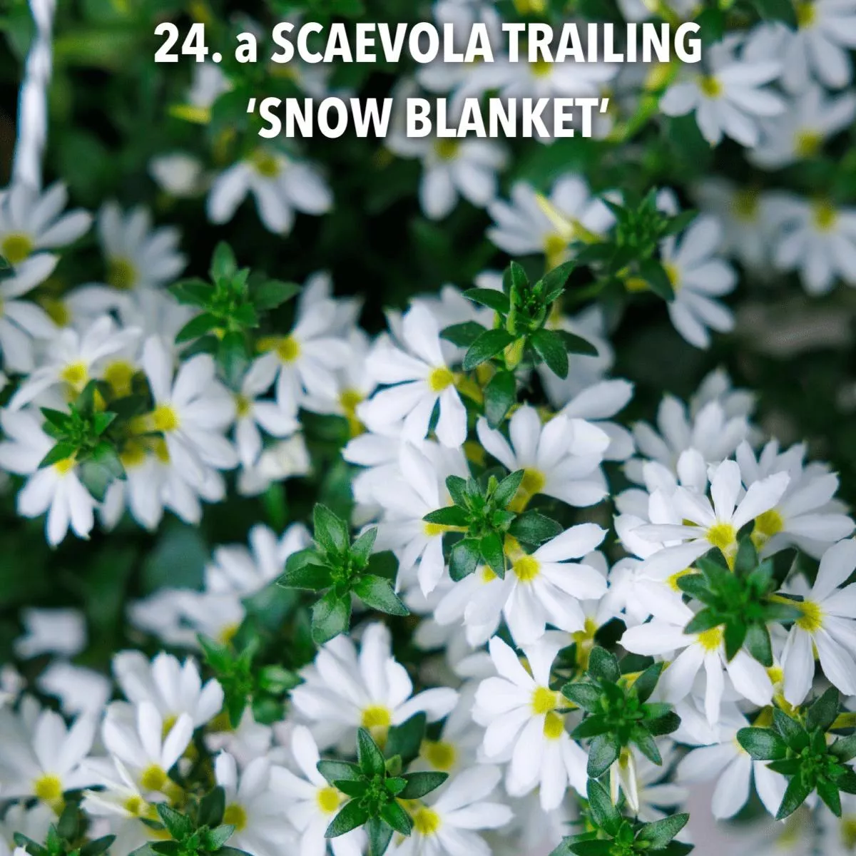 24.a Scaevola trailing 'snow blanket' -  - Foto's bloemen