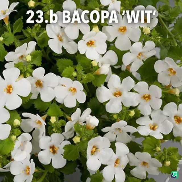 23.b Bacopa 'wit' -  - Foto's bloemen