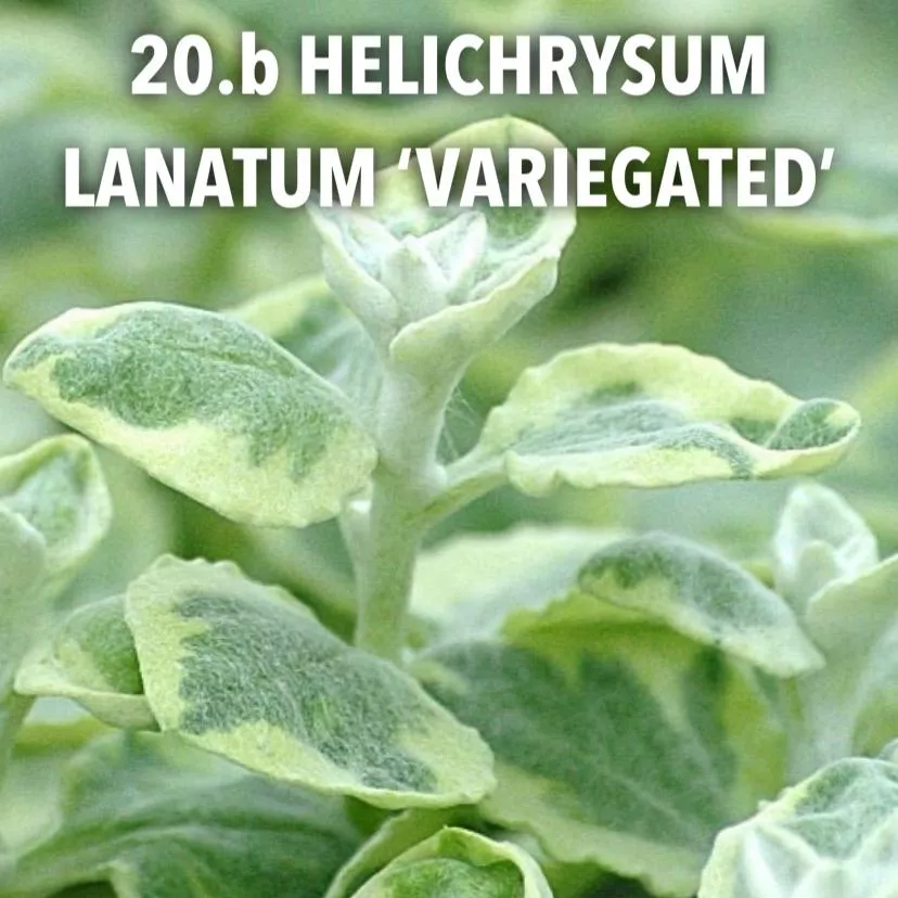 20.b Helichrysum lanatum 'variegated' -  - Foto's bloemen