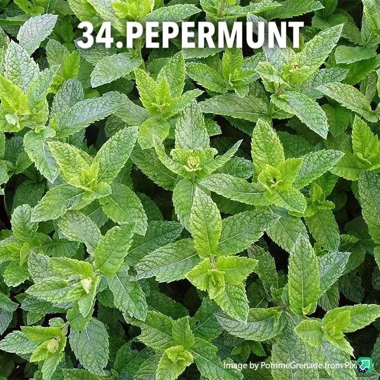 34. Pepermunt -  - Foto's bloemen, planten en kruiden