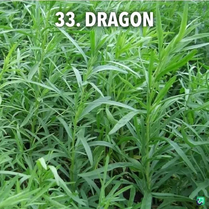 33. Dragon -  - Foto's bloemen