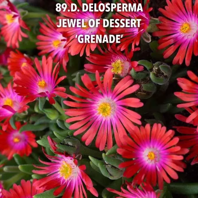 89.d Delosperma jewel of dessert 'grenade' -  - Foto's bloemen, planten en kruiden