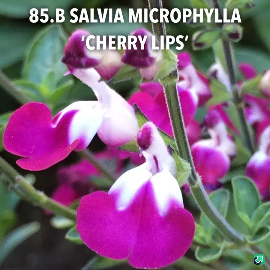 85.b Salvia microphylla 'cherry lips' -  - Foto's bloemen