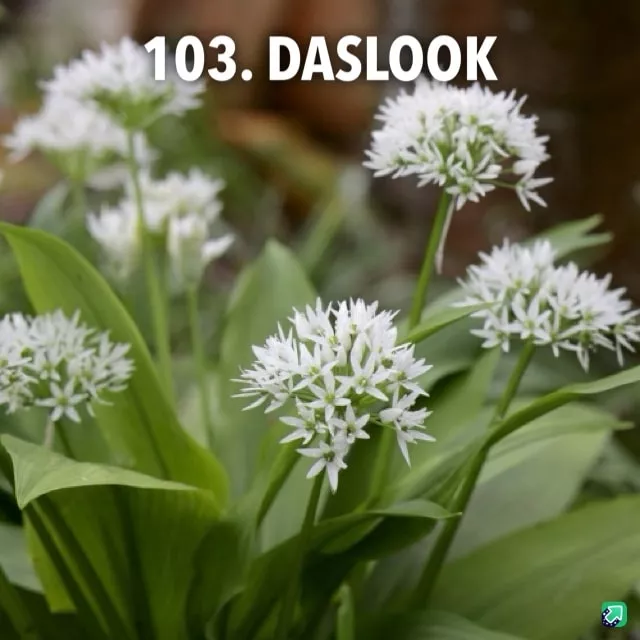 103. Daslook-min -  - Foto's bloemen, planten en kruiden