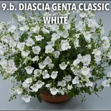 9.b Diascia Genta Classic white -  - Foto's bloemen, planten en kruiden