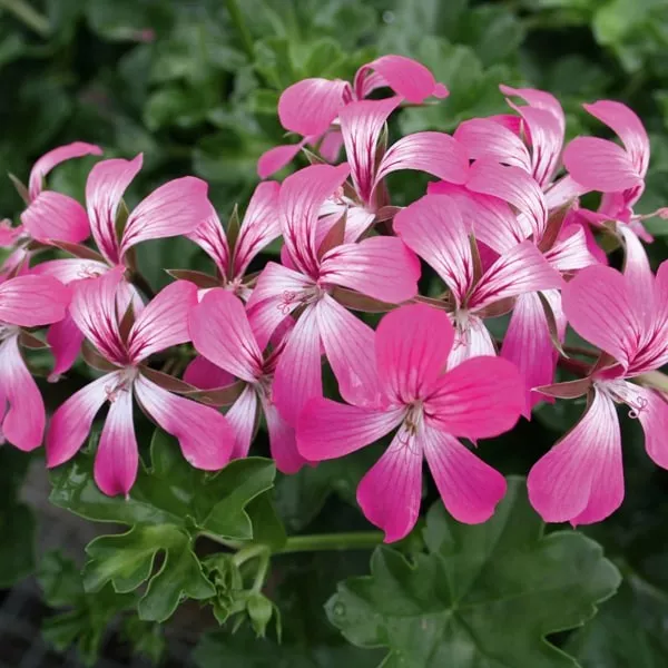 22.c Hanggeranium decora bicolour -  - Foto's bloemen, planten en kruiden