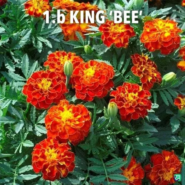 1.b King 'Bee' -  - Foto's bloemen